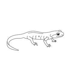 Obraz premium Line Art Drawing of a Small Striped Lizard on White Background