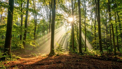 Sunlight streams through autumn forest (1)