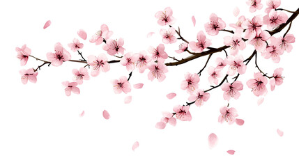 Cherry blossom branch with blooming Sakura. Realistic watercolor cherry flower