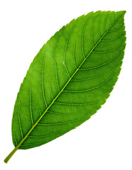 Obraz premium Green-leaf isolated on white background png