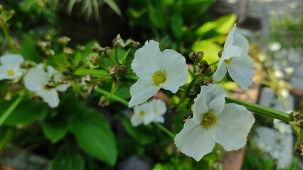 Close-up photo of a white flower blooming in the garden with natural green leaves in the background. This image is perfect for nature themes, floral design, eco-friendly projects, education, and stock
