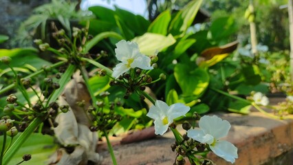 Close-up photo of a white flower blooming in the garden with natural green leaves in the background. This image is perfect for nature themes, floral design, eco-friendly projects, education, and stock