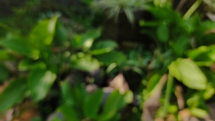 Blurry photo of green leaves and natural plants, creating a soft abstract background with fresh tones. This image is perfect for eco-friendly themes, nature concepts, design projects, and stock collec