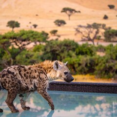 Hyena walks by a pool with acacia trees and savanna landscape in the background.