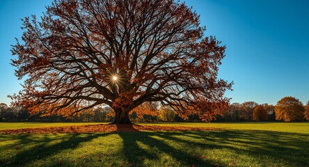Obraz premium Majestic Autumnal Tree A Captivating View of Nature's Beauty Under the Sunlight