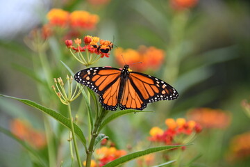 Male monarch butterfly spread out on tropical milkweed flowers