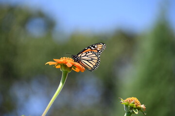 Monarch butterfly perched on a Mexican sunflower Tithonia flower in bloom