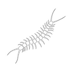 Line Drawing of a Grey Centipede on White Background