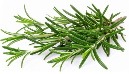 Fototapeta premium Close-up of fresh rosemary sprigs, perfect for culinary use and herbal remedies, isolated on a white background.