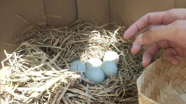 A person takes fresh duck eggs one by one from the dry straw nest in the coop and places them in a besek container.