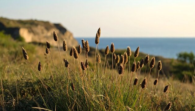 Coastal grasses in warm sunlight, sea in background
