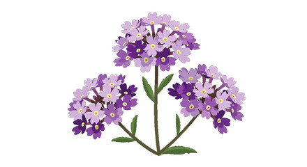 Naklejka premium Illustration of three clusters of purple and lavender flowers with green stems.