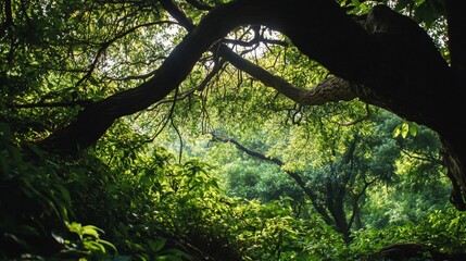 Dense green forest scene with light filtering through canopy, dark tree branches in foreground