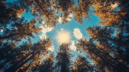 Looking up through tall pines to sunbursting blue sky and clouds