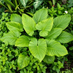 Lush Green Heart Shaped Leaves of a Tropical Plant in a Garden.