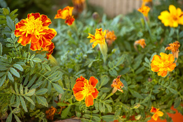 Fototapeta premium yellow and red flowers