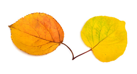 Autumn leaf isolated on white background. Flat lay, top view