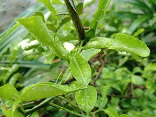 Citrus Hystrix  (kaffir lime)