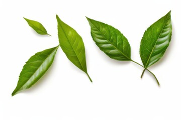 Obraz premium an AI Image Generator, Fresh Green Tea Leaves on White Background I