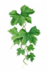 an AI Image Generator, Lush Green Ivy Leaves with Vine