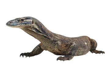 Obraz premium River Monitor Lizard on Transparent Background