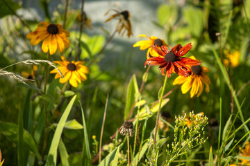 yellow flowers in the garden
