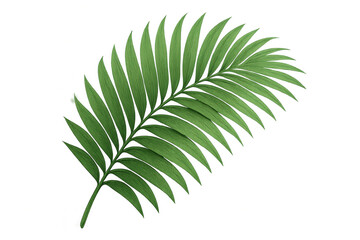 Fototapeta premium Vibrant green tropical palm leaf isolated on a transparent background, perfect for summer or jungle-themed designs