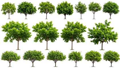 Collection of various trees, isolated on white