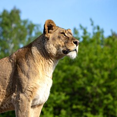 Majestic Lioness Standing Proudly Against a Lush Green Background.
