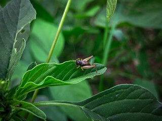 dragonfly on a leaf