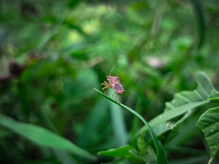 bee on a flower