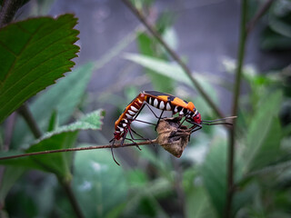 butterfly on a leaf