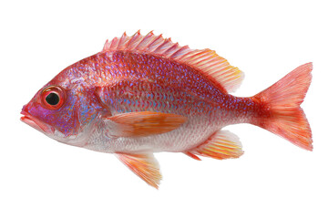 Isolated Rosefish on Transparent Background