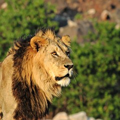 Majestic Male Lion with Golden Mane Gazing into the Distance in African Savannah.