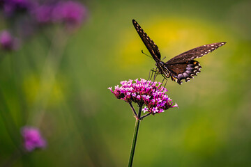 A close-up of a black swallowtail butterfly feeding on a vibrant pink  flower