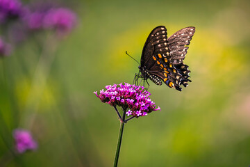 A close-up of a black swallowtail butterfly feeding on a vibrant pink  flower