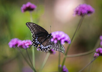 A close-up of a black swallowtail butterfly feeding on a vibrant pink  flower