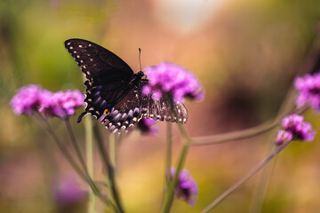 A close-up of a black swallowtail butterfly feeding on a vibrant pink  flower