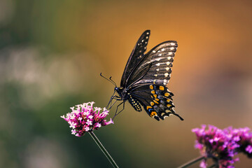 A close-up of a black swallowtail butterfly feeding on a vibrant pink  flower