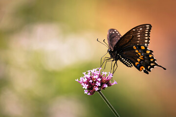 A close-up of a black swallowtail butterfly feeding on a vibrant pink  flower