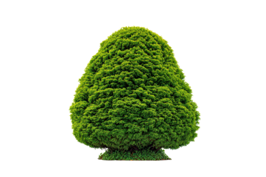 Shaped Green Garden Shrub on Transparent Background