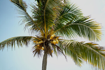 Tropical vibes and fresh coconuts. A slice of paradise!