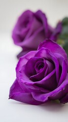 High definition romantic love rose illustration