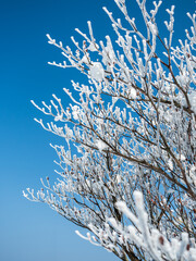 A winter scene with tree branches covered in hoarfrost, appearing like delicate flowers blooming against the clear blue sky. A natural artwork of ice and snow captured in nature.