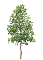 ロドレイア　4月撮影　樹高260cm