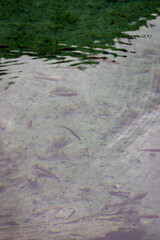 fish in the water,Jiuzhaigou