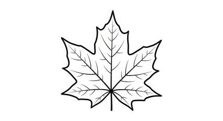Fototapeta premium Detailed line art maple leaf drawing symbolizing nature and canadian identity perfect for design projects and educational use silhouette
