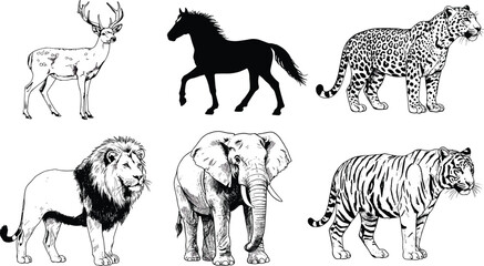 Wild animal vector illustration, lion tiger elephant horse deer leopard artwork, wildlife safari design, nature jungle concept, exotic animals graphic art collection