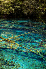 river in the forest,Jiuzhaigou