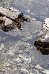 Birds by the water's edge,Jiuzhaigou